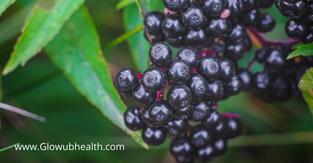 Elderberry