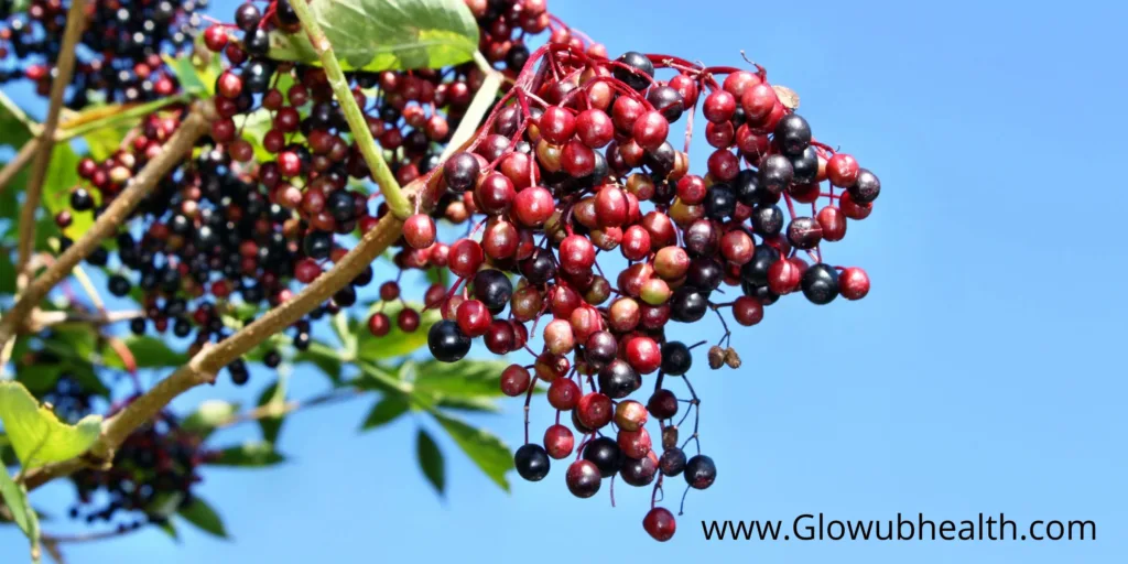 Elderberry