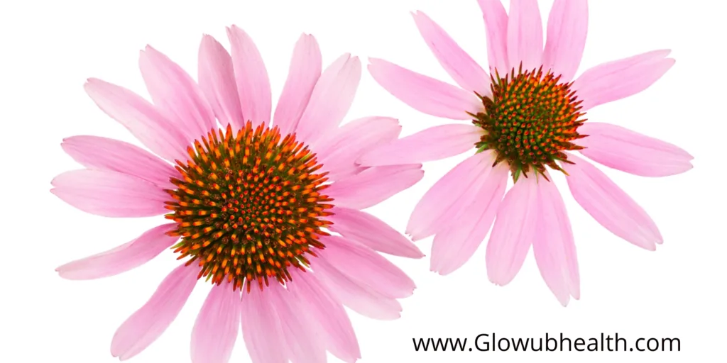 Echinacea