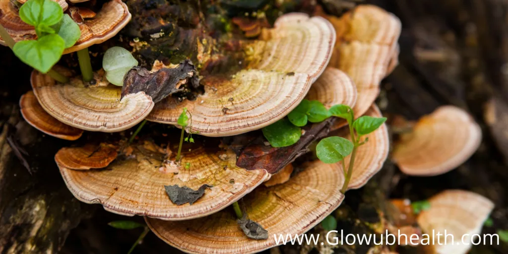 Medicinal Mushrooms