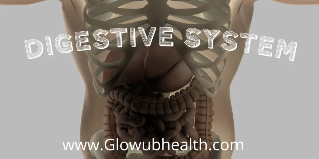 Digestive Health